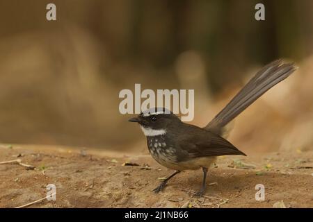 Queue de fanée à pois blancs (rhipidura albicollis albogularis) à Gandhinagar, Gujarat, Inde Banque D'Images