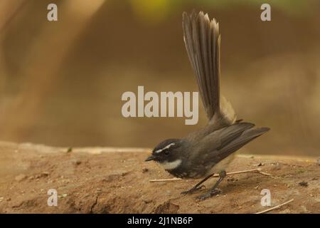 Queue de fanée à pois blancs (rhipidura albicollis albogularis) à Gandhinagar, Gujarat, Inde Banque D'Images