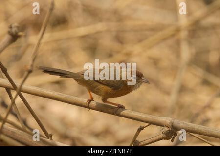 La paruline de Tawny-bellied (Dumetia hyperythra) Banque D'Images