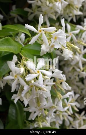 Le Jasmine étoile ou le Jasmine Faux, également appelé Jasmine indienne en pleine floraison. Montpellier, Occitanie, France Banque D'Images