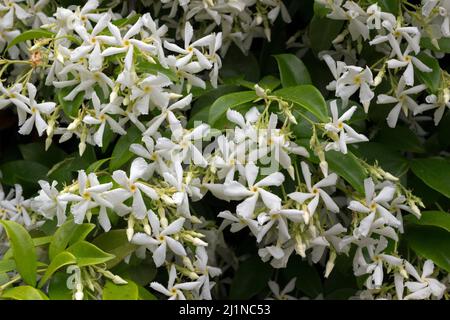 Le Jasmine étoile ou le Jasmine Faux, également appelé Jasmine indienne en pleine floraison. Montpellier, Occitanie, France Banque D'Images