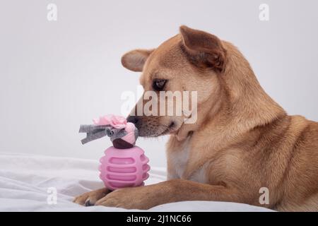 Vue latérale gros plan d'un chien mixte qui sent et regarde le nouveau jouet rose à mâcher et le tenant entre les pattes. Arrière-plan blanc Banque D'Images
