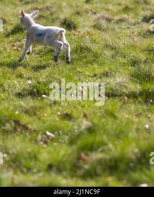 Stoneleigh, Warwickshire, Angleterre. 27th mars 2022. Des agneaux qui s'exécutent dans les champs par l'abbaye de Stoneleigh, Warwickshire. Photo par : Headlinephoto/Alamy Live News Banque D'Images