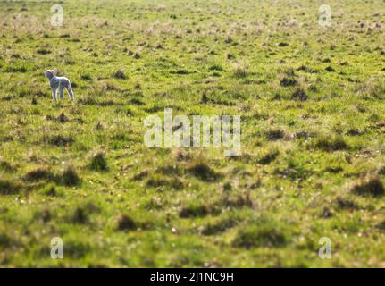 Stoneleigh, Warwickshire, Angleterre. 27th mars 2022. Des agneaux qui s'exécutent dans les champs par l'abbaye de Stoneleigh, Warwickshire. Photo par : Headlinephoto/Alamy Live News Banque D'Images