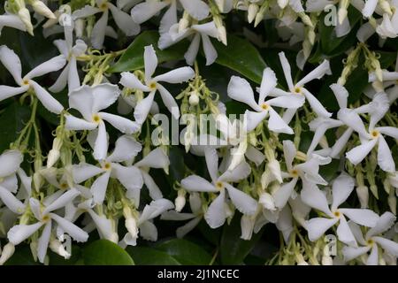 Le Jasmine étoile ou le Jasmine Faux, également appelé Jasmine indienne en pleine floraison. Montpellier, Occitanie, France Banque D'Images