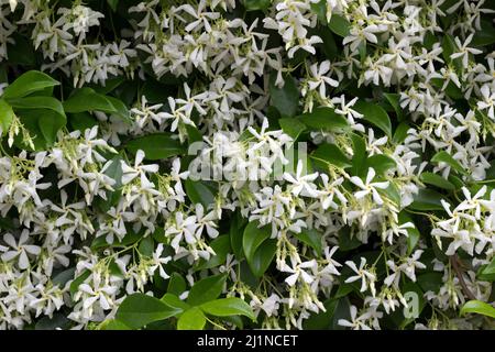 Le Jasmine étoile ou le Jasmine Faux, également appelé Jasmine indienne en pleine floraison. Montpellier, Occitanie, France Banque D'Images