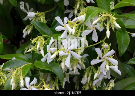 Le Jasmine étoile ou le Jasmine Faux, également appelé Jasmine indienne en pleine floraison. Montpellier, Occitanie, France Banque D'Images