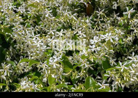 Le Jasmine étoile ou le Jasmine Faux, également appelé Jasmine indienne en pleine floraison. Montpellier, Occitanie, France Banque D'Images