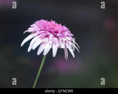 Une fleur chinoise rose vif avec de longs pétales suspendus qui fleurissent sur un arrière-plan sombre flou. Photographie de fleurs avec espace vide pour le texte Banque D'Images