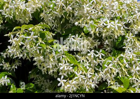 Le Jasmine étoile ou le Jasmine Faux, également appelé Jasmine indienne en pleine floraison. Montpellier, Occitanie, France Banque D'Images