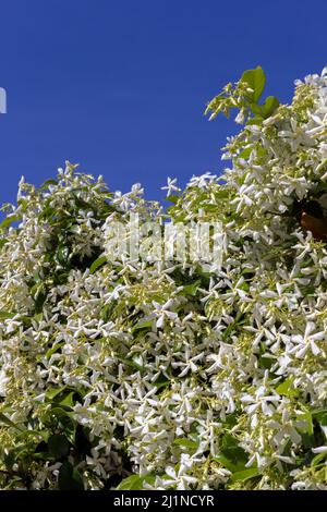 Le Jasmine étoile ou le Jasmine Faux, également appelé Jasmine indienne en pleine floraison. Montpellier, Occitanie, France Banque D'Images