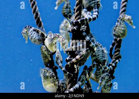 L'hippocampe à tête courte (Hippocampus breviceps), également connu sous le nom d'hippocampe à tête courte ou d'hippocampe à tête courte. Espèces de poissons marins de la famille S. Banque D'Images