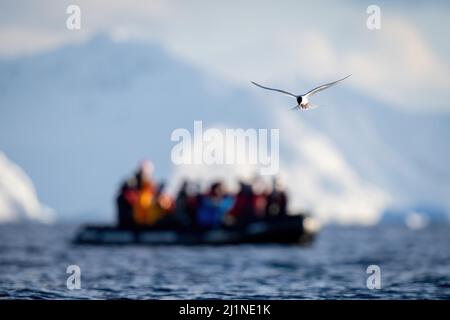 Le sterne antarctique vole au-dessus de la mer près gonflable Banque D'Images