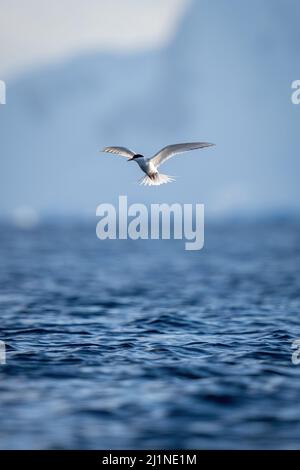 Sterne antarctique volant au-dessus de la mer près des montagnes Banque D'Images