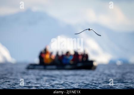 La sterne antarctique survole l'océan par bateau Banque D'Images