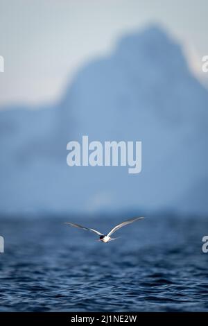 La sterne antarctique vole au-dessus de la mer près des montagnes Banque D'Images