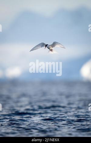 Une sterne antarctique survole des ailes qui s'étendent sur l'océan Banque D'Images