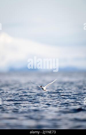 La sterne antarctique survole l'océan sous le soleil Banque D'Images