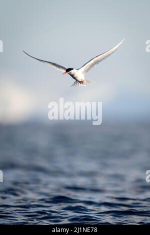 La sterne antarctique passe sur les ailes d'épandage d'eau Banque D'Images