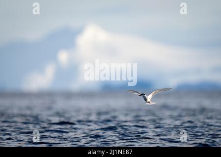 La sterne antarctique passe sur l'océan pour pêcher Banque D'Images