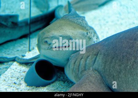 Le requin zébré (Stegostoma tigrinum) est une espèce de requin tapis et est l'unique membre de la famille des Stegostomatidae. Banque D'Images