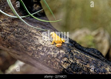 Mantella d'or (Mantella aurantiaca) dans l'aquarium de Gênes à Gênes, Ligurie, Italie Banque D'Images