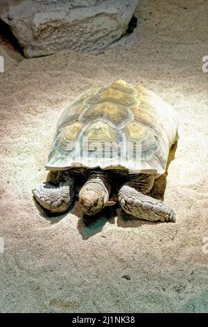 Tortue géante Aldabra - l'une des plus grandes tortues du monde - à l'aquarium de Gênes à Gênes, Ligurie, Italie Banque D'Images