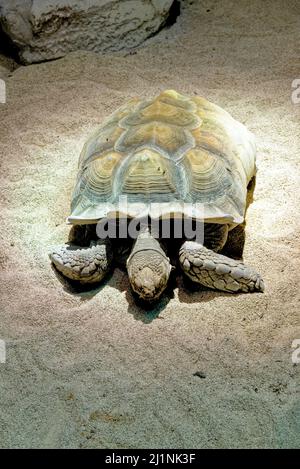 Tortue géante Aldabra - l'une des plus grandes tortues du monde - à l'aquarium de Gênes à Gênes, Ligurie, Italie Banque D'Images