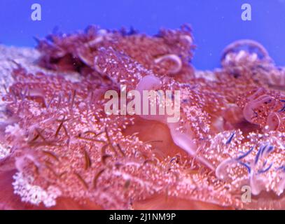 Cassiopea (méduses à l'envers) est un genre de méduses véritables et les seuls membres de la famille des Cassiopeidae. Banque D'Images