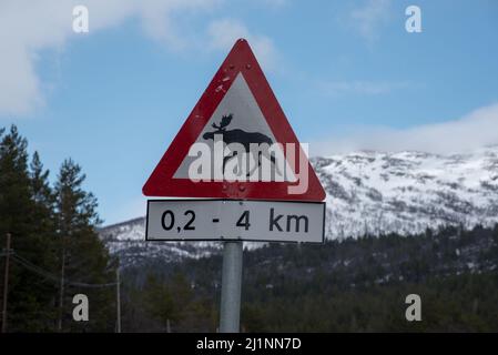 Panneau d'avertissement pour le wapiti à Hardangervidda en Norvège au début du mois de mai. Banque D'Images