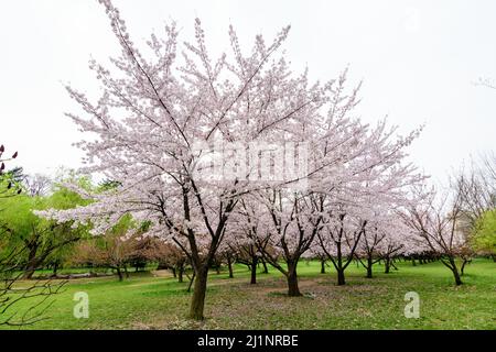 Grands cerisiers avec beaucoup de fleurs blanches en pleine fleur dans le jardin japonais du parc du Roi Michael I (ancien Herastrau) à Bucarest, Roumanie, in Banque D'Images