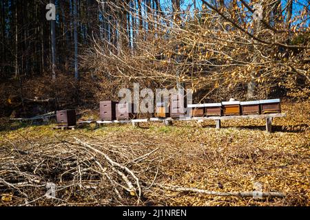 Ruches dans la forêt, nature, Bavière Banque D'Images