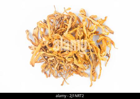 La fleur de champignon de la cordyceps militaris séchée sur fond blanc. Banque D'Images