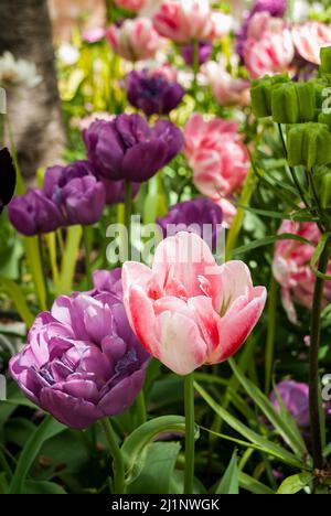 Gros plan de tulipes roses, violettes et violettes Banque D'Images