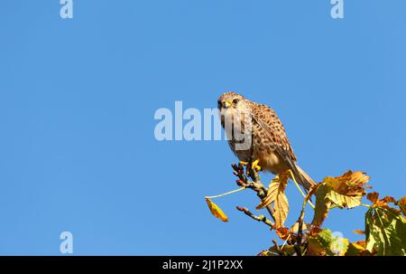 Gros plan d'un kestrel commun perché dans un arbre contre le ciel bleu, Angleterre. Banque D'Images