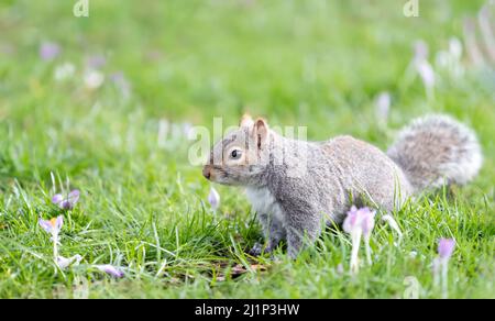Gros plan d'un écureuil gris dans un champ de crocus pourpre, printemps au Royaume-Uni. Banque D'Images