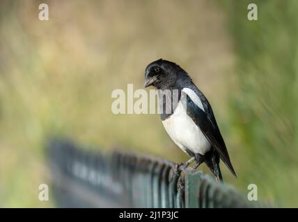 Gros plan d'une Magpie eurasienne perchée sur une clôture en métal dans un parc, Royaume-Uni. Banque D'Images