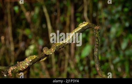 Paupière vit Viper (Bothriechis schlegelii), vert Banque D'Images