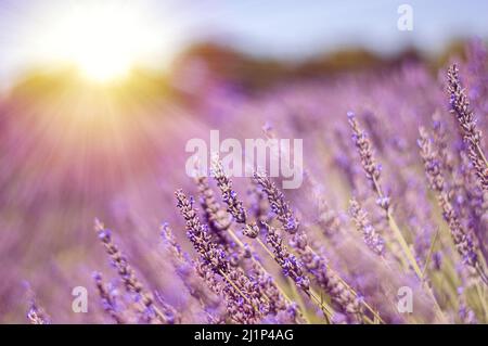 Arbustes de lavande en gros plan au coucher du soleil. Le coucher du soleil scintillant sur des fleurs violettes de lavande. Provence région d'Italie Banque D'Images