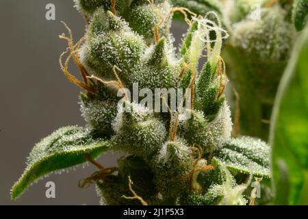 Le cannabis bourgeons des fleurs de Kaboul, trichomes dans l'inflorescence de la plante visible Banque D'Images