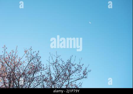 Cerisier de l'Himalaya sauvage avec feuillage rose et ciel bleu et croissant de lune Banque D'Images