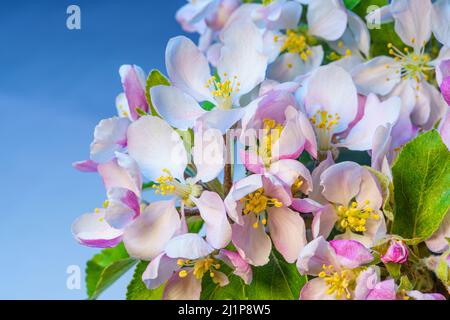 Apple Tree Branch avec fleurs en fleurs en fleurs gros plan sur un fond bleu. Toile de fond de fruit Tree Branch en fleurs. Banque D'Images
