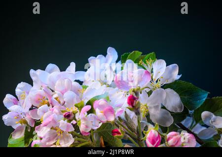 Apple Tree Branch avec fleurs en fleurs en fleurs gros plan. Toile de fond de fruit Tree Branch en fleurs. Banque D'Images