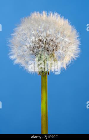 Fleur de blowball en gros plan. Un pissenlit avec des graines de pappus blanc moelleux sur un fond bleu vertical. Banque D'Images