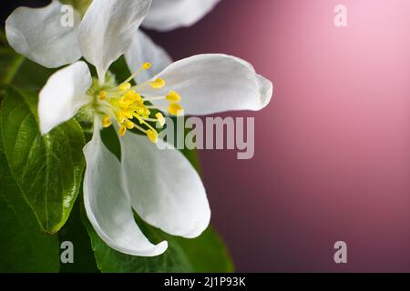 Fleur de pommier en gros plan. Ouverture de la fleur de printemps. Toile de fond en forme de branche de fruit en fleurs avec espace de copie. Banque D'Images