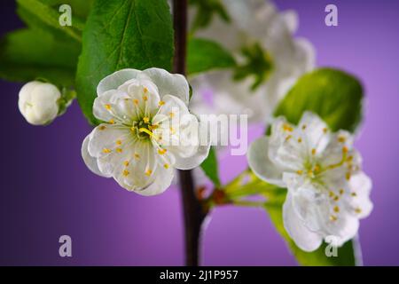 Branche de prunier avec fleurs en fleurs bourgeons recouverts de gouttes de pluie sur un fond violet gros plan. Fleurs d'arbres fruitiers au printemps. Changements de saisons à l'arrière Banque D'Images