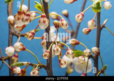 Branche de cerisier avec boutons de fleurs avant une floraison au printemps. Arrière-plan de la macro de gros plan extrême de printemps Banque D'Images
