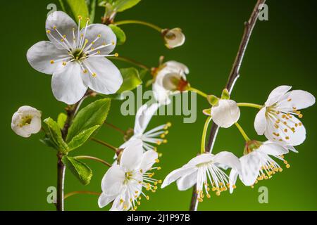 Branches de cerisier avec fleurs en fleurs bourgeons sur un fond vert. Cerisier Orchard Blossom au printemps. Les saisons changent d'arrière-plan Banque D'Images