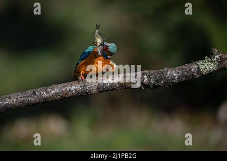 Un mâle de kingfisher (Alcedo Atthis) est assis sur une succursale avec une prise récente dans sa longue et mince facture. Banque D'Images