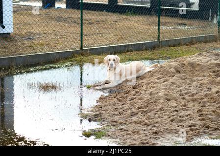 Un jeune homme Golden retriever se trouve à l'extérieur dans un bassin d'eau, creusant dans un tas de sable. Banque D'Images